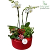 Arrangementen Phalaenopsis mt H%