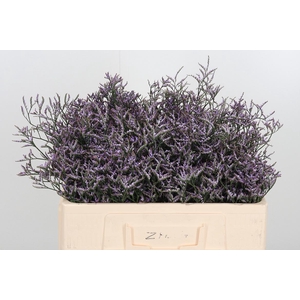 Limon Safora Lilac