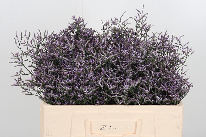 <h4>Limon Safora Lilac</h4>