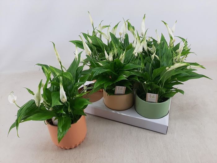 <h4>SPATH CHOPIN</h4>