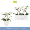 Phalaenopsis wit meer takken