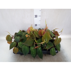 Philodendron scand. subsp. micans