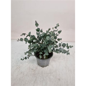 Eucalyptus Gunnii Bush -304