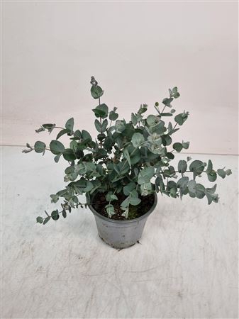 <h4>Eucalyptus Gunnii Bush -304</h4>