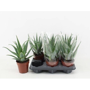 ALOE ARBORESCENS