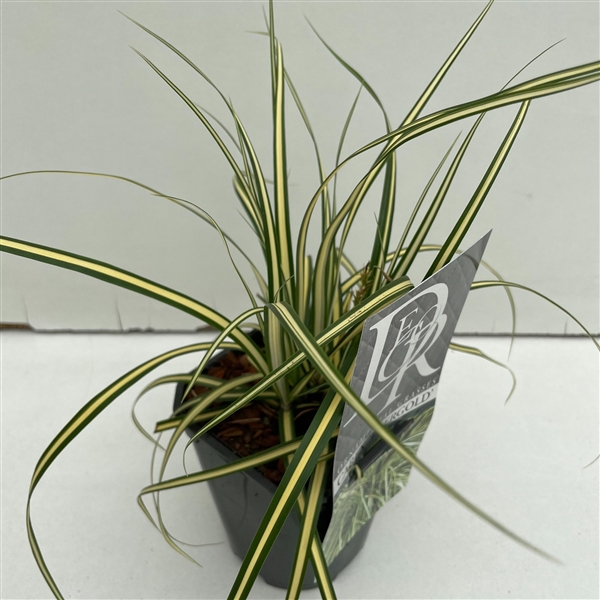 <h4>Carex 'Evergold'</h4>