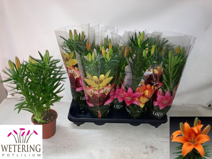 <h4>LIL AS TINY INVADER</h4>