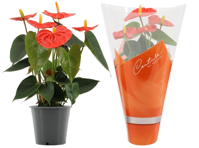 Anthurium Stilo in Couture sleeve