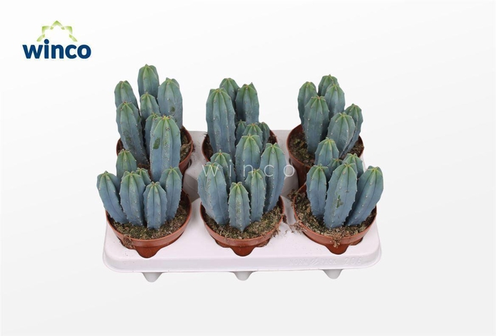 <h4>Myrtillocactus Geometrizans</h4>