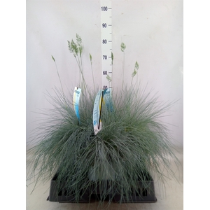 Festuca glauca 'Intens Blue'