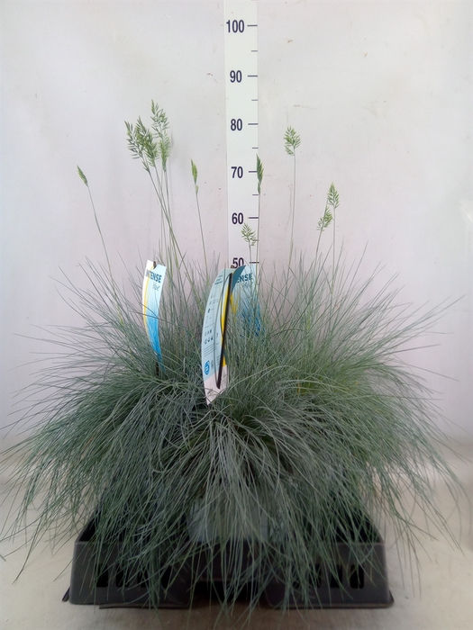 <h4>Festuca glauca 'Intens Blue'</h4>