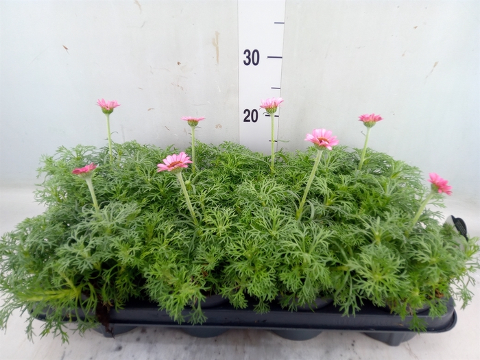 <h4>Rhodanthemum hosm. 'Zagora Pink'</h4>