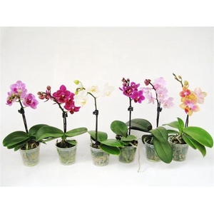 PHALAENOPSIS-HYBRID p6 1t