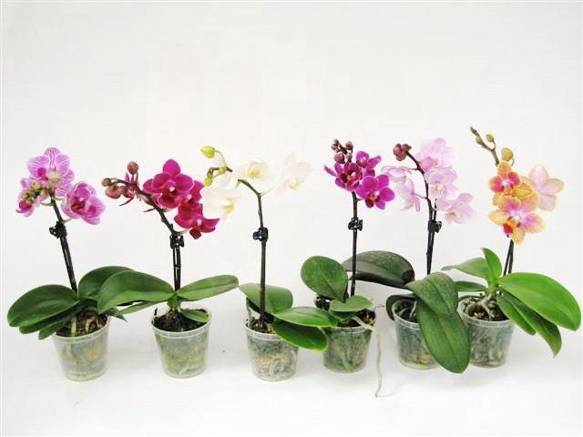<h4>PHALAENOPSIS-HYBRID p6 1t</h4>