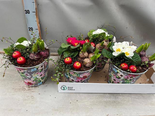 <h4>ARR BOL KNOLGEWAS</h4>