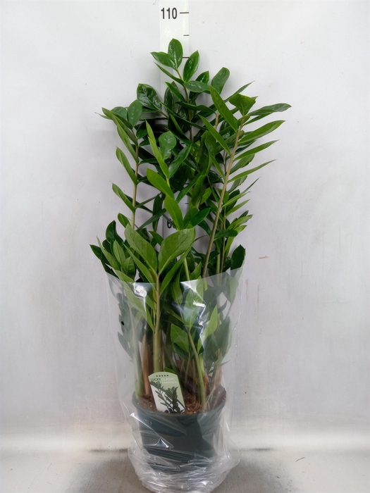 <h4>Zamioculcas zamiifolia</h4>