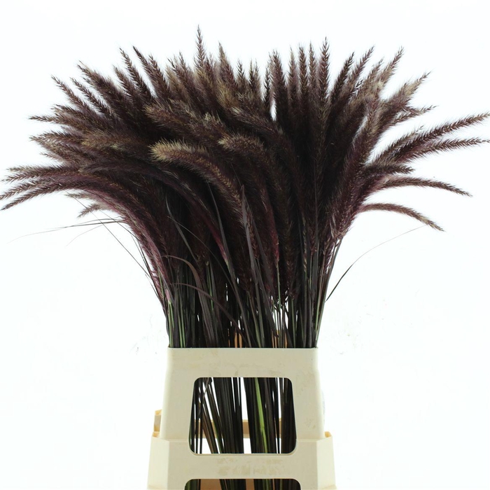 <h4>Penni Se Rubrum</h4>