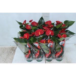 ANTHURIUM RED SUCCESS P09
