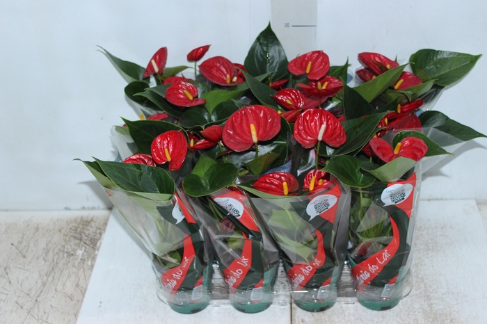 <h4>ANTHURIUM RED SUCCESS P09</h4>