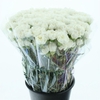 DI ST HOLLY WHITE X 160