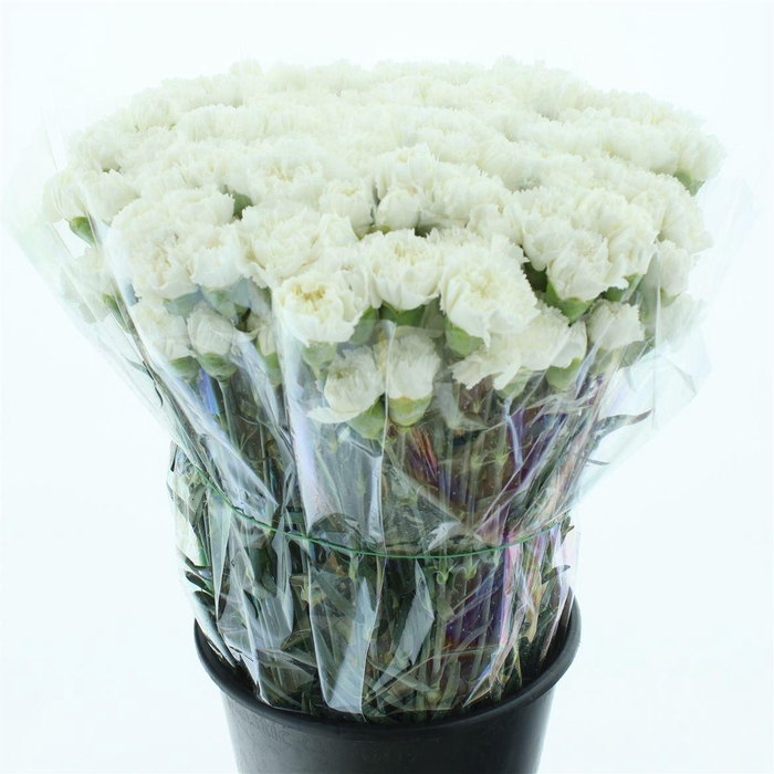 <h4>Di St Holly White X 160</h4>