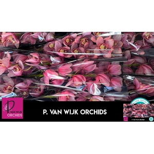 CYMB T MYS PINK BLOS