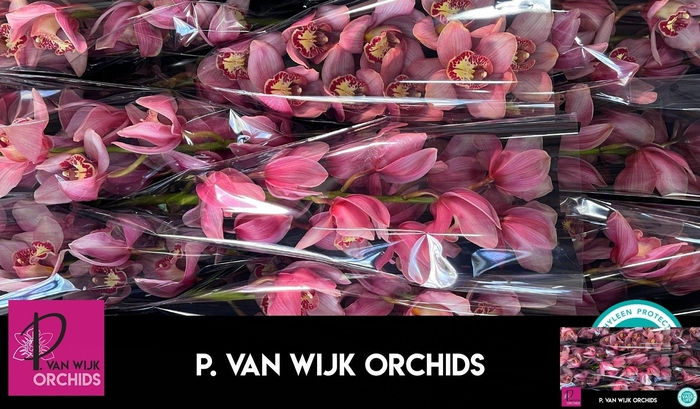 <h4>CYMB T MYS PINK BLOS</h4>