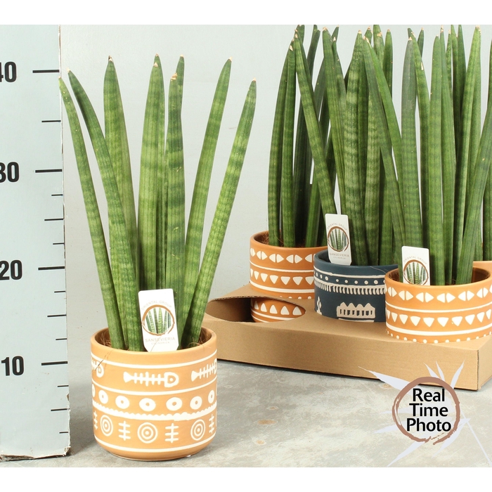 <h4>SANSEV CYLINDRICA OV</h4>