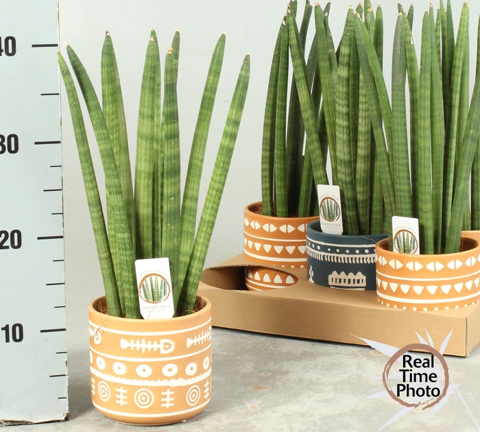 SANSEV CYLINDRICA OV