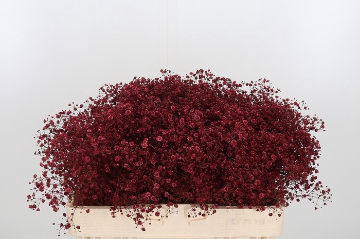 <h4>Gyps Kl Bh Bordeaux</h4>