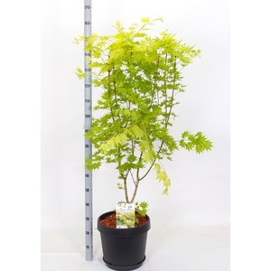 ACER SH JORDAN