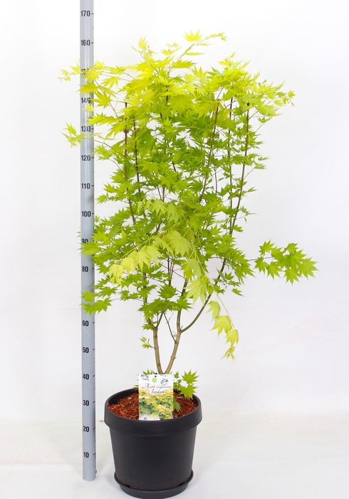 <h4>ACER SH JORDAN</h4>
