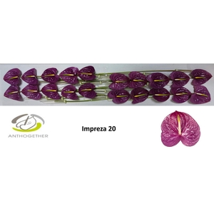 ANTH A IMPREZA 20