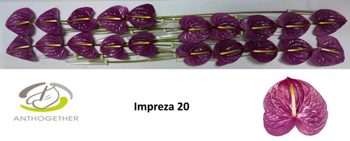 <h4>ANTH A IMPREZA 20</h4>