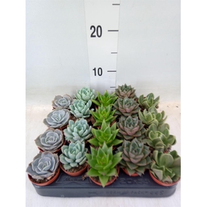 Echeveria   ...mix