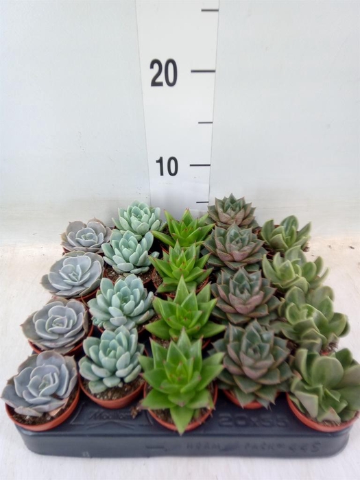 <h4>Echeveria ...mix</h4>