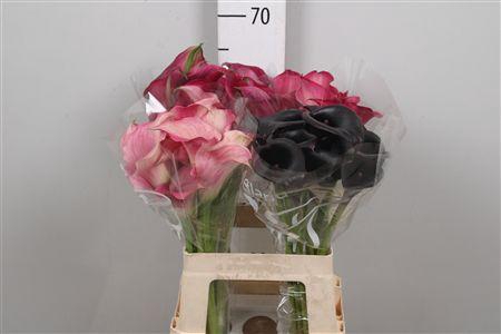 <h4>Zanted Gem In Fust</h4>