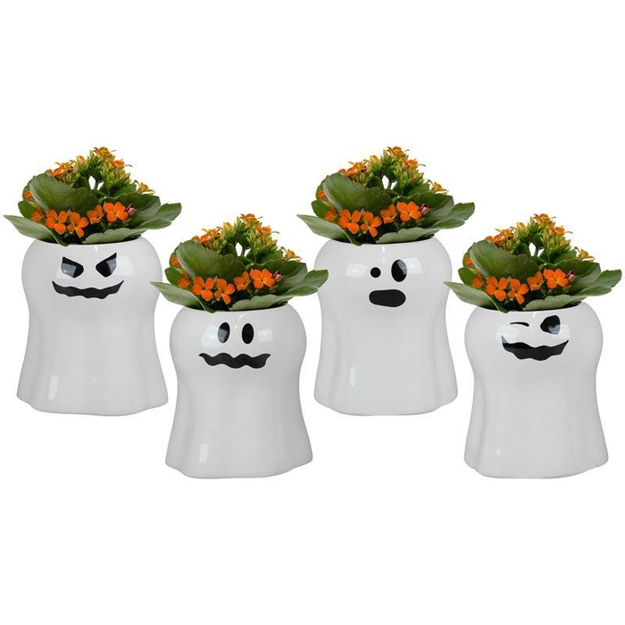 <h4>KALANCHOE BLOSSF P6 BOO</h4>