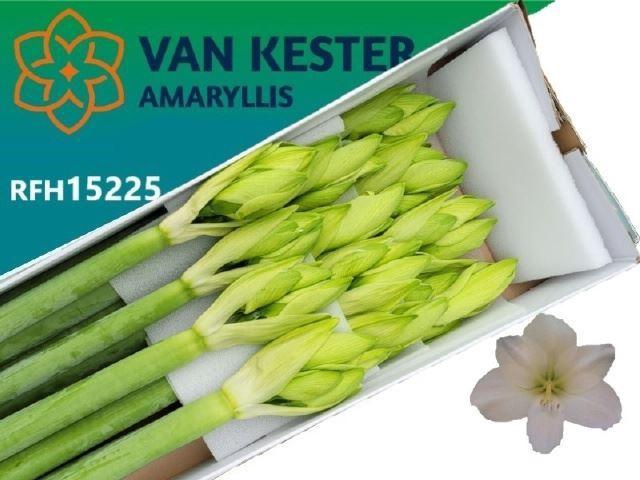 <h4>AMARYLLIS CASABLANCA</h4>