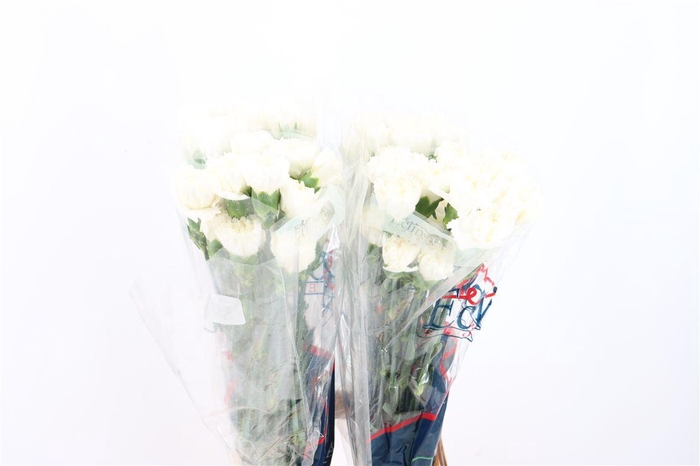 <h4>Di St Moonlight</h4>