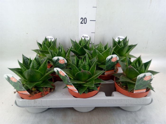 <h4>Aloe aristata 'Cosmo'</h4>