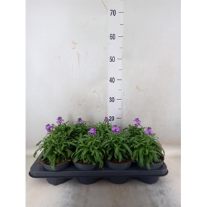 Erysimum linifolium 'Bowles Mauve'