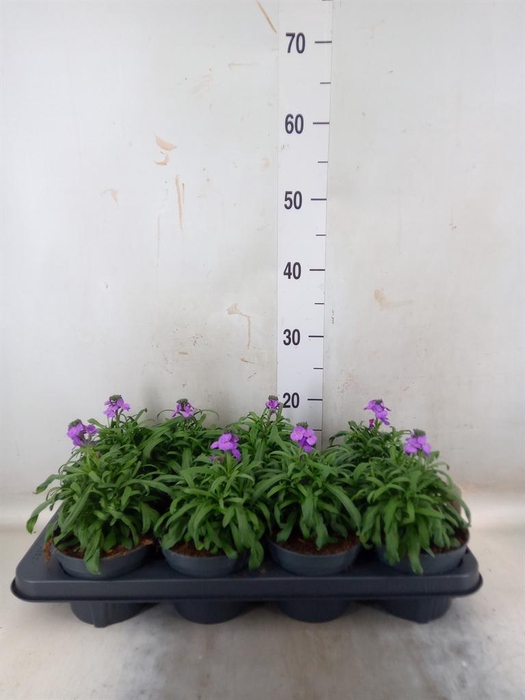 <h4>Erysimum linifolium 'Bowles Mauve'</h4>