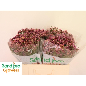 LIM SIN TIFFANY DIAM