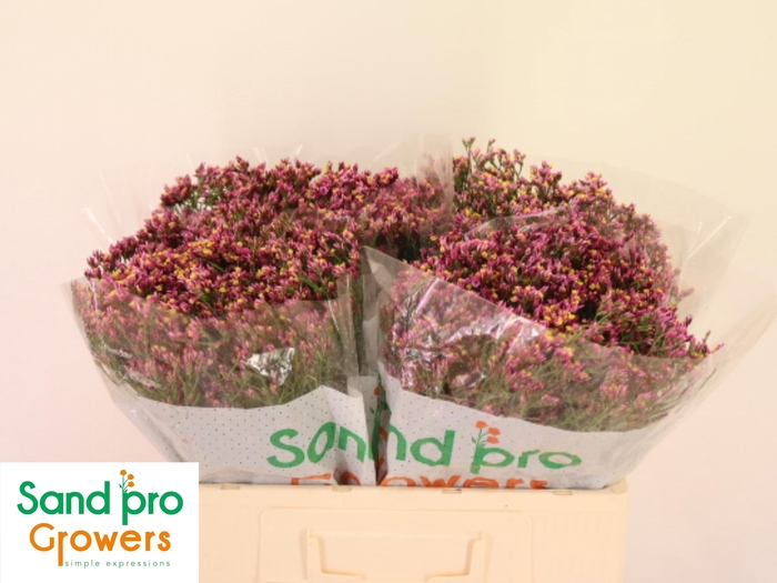 <h4>LIM SIN TIFFANY DIAM</h4>