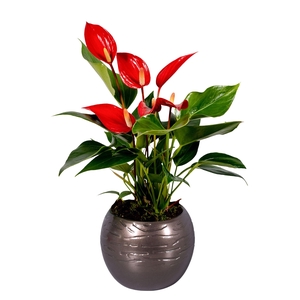 Anthurium Lilli Red in bolpot goud