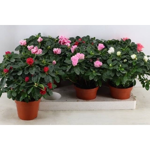 RHODO SI VOGEL GEM