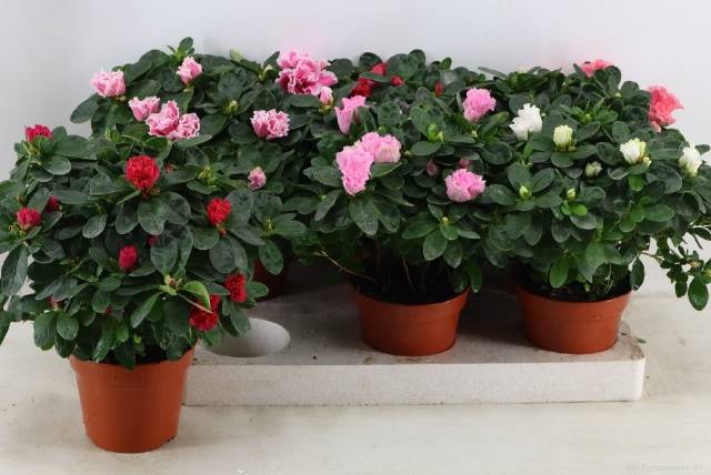 <h4>RHODO SI VOGEL GEM</h4>