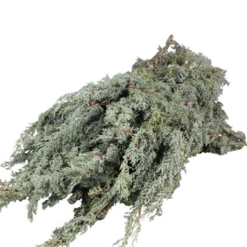 CYPRESSE ARIZONIKA 5KG