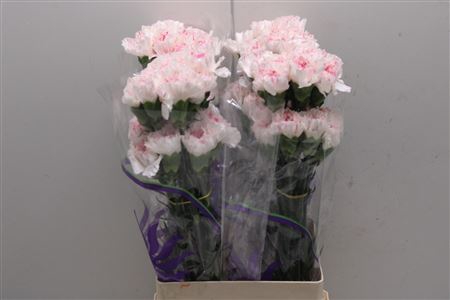 <h4>Di St Yukari Cherry</h4>